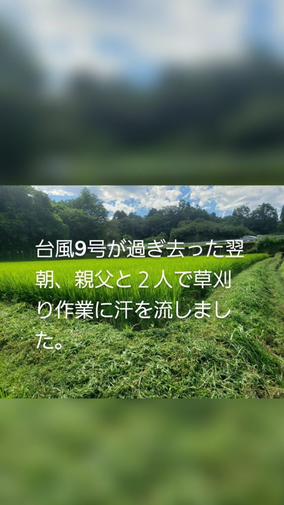 台風9号が過ぎ去った翌朝、親父と２人で草刈り作業に汗を流しました。