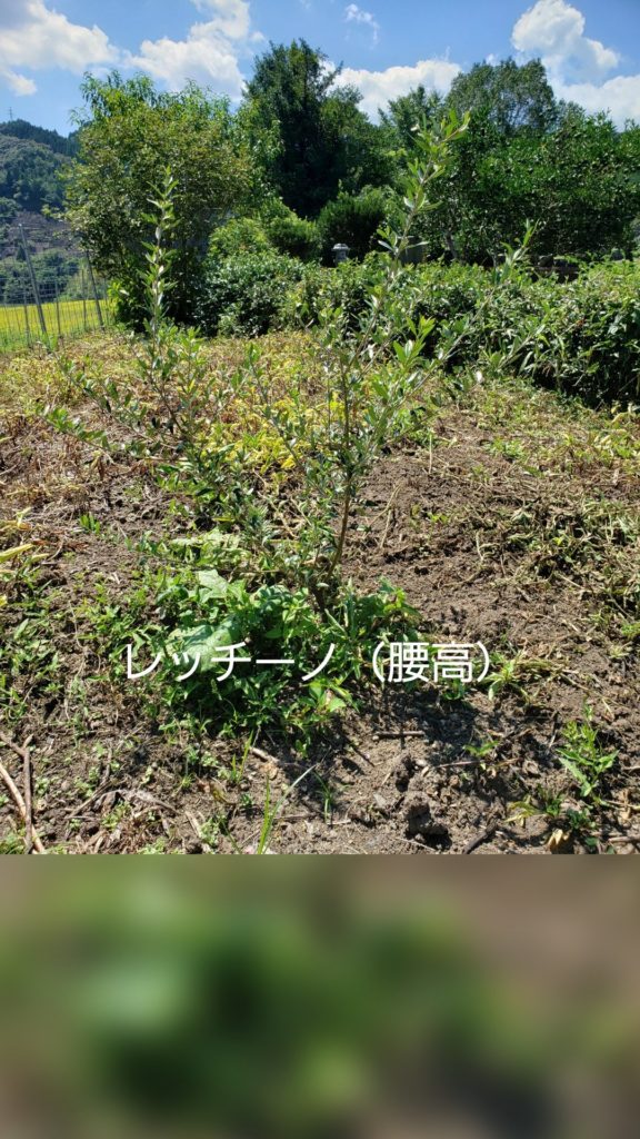 レッチーノ（腰高）