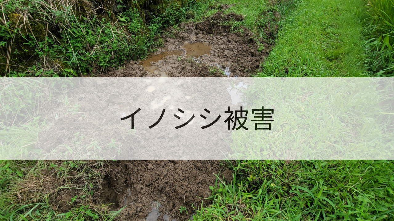 イノシシ被害😢