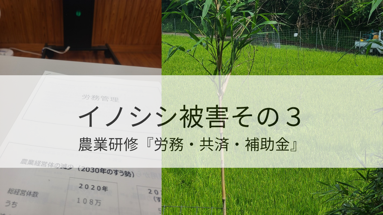 イノシシ被害その３ ＆ 農業研修『労務・共済・補助金』