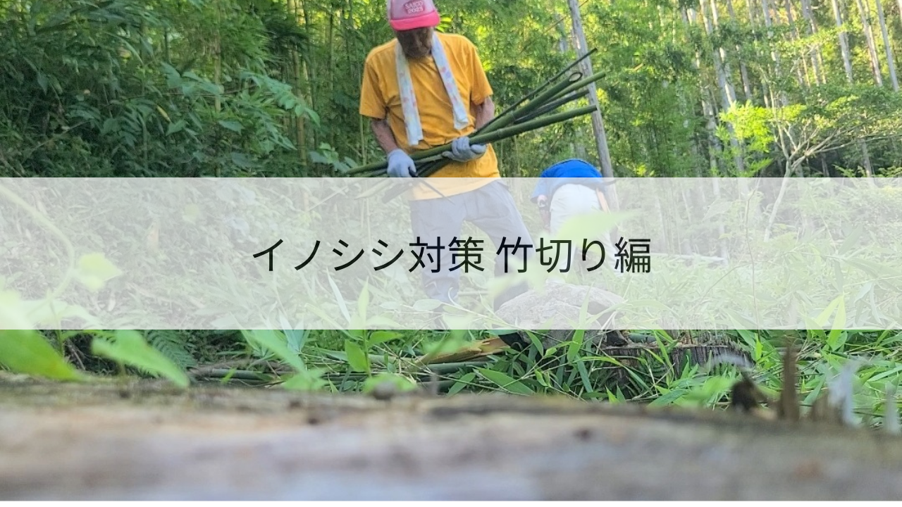 イノシシ対策 竹切り編